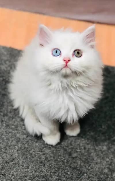 kitten