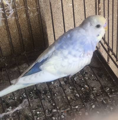 Rainbow  budgies