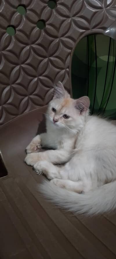 percion cat triple coat