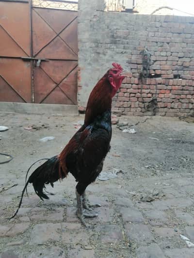 Burmi male