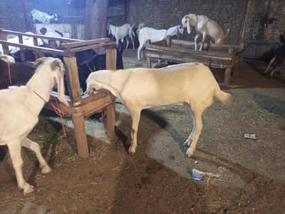qurbani goats available