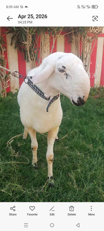 One Male Dumba And 2 Bakra Pair  For Qurbani 2026