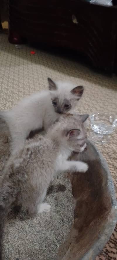 Siamese/Ragdoll