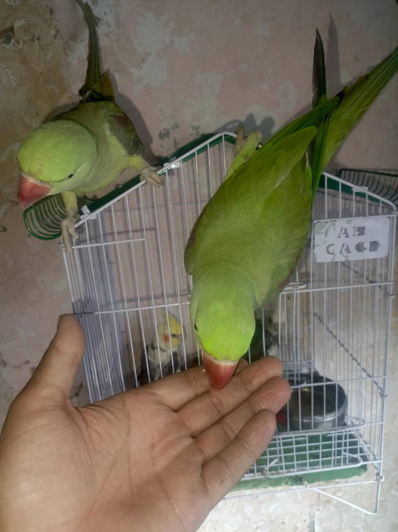 hand train 2