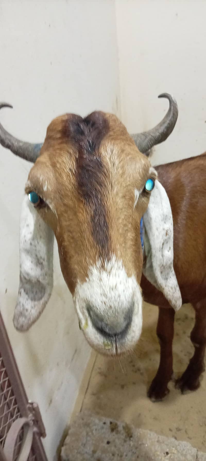 khassi bakra 1