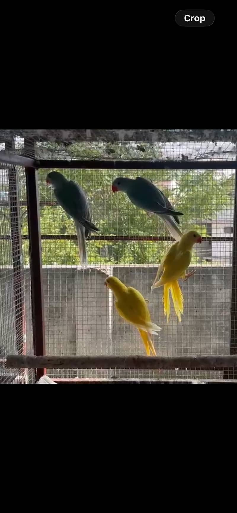 yellow ringneck 0