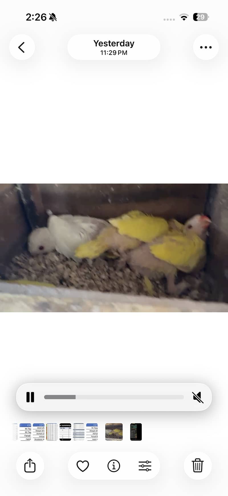 yellow ringneck 1