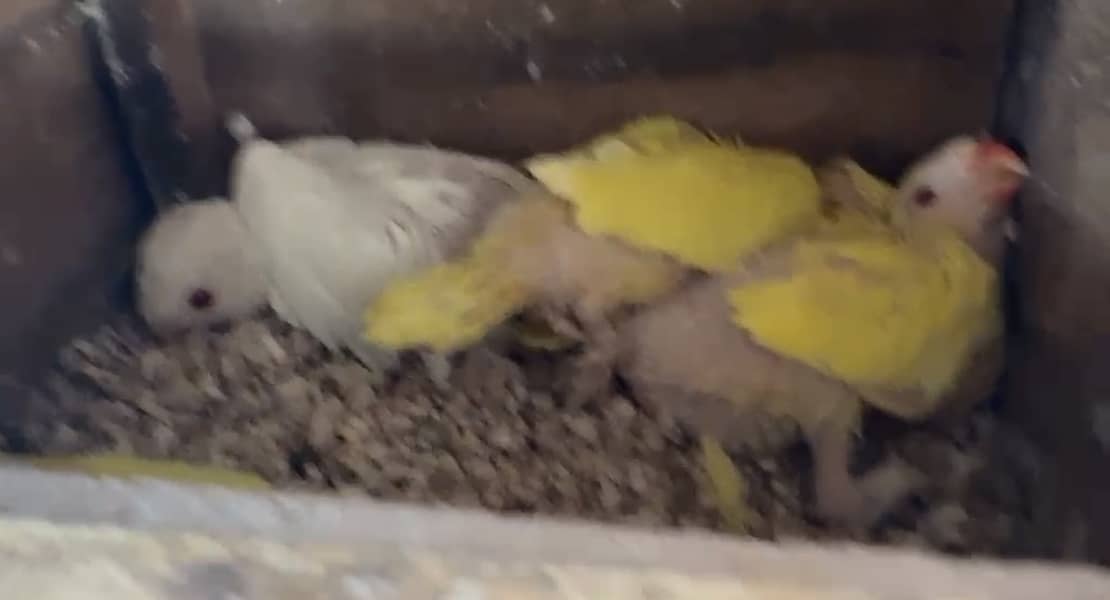 yellow ringneck 2