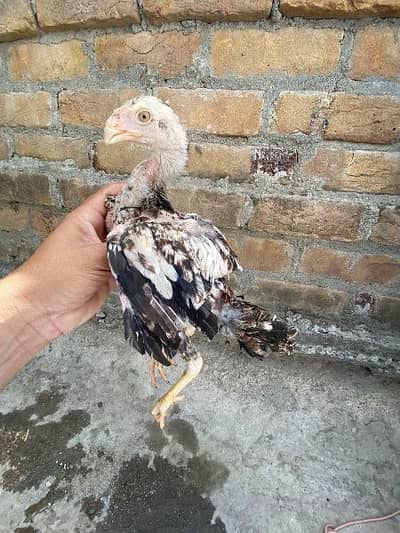 Parrot cross 2 male chiks