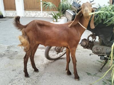 2dant khassi