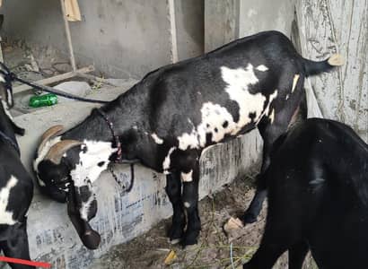big heighted and heavy weight bakra for sale