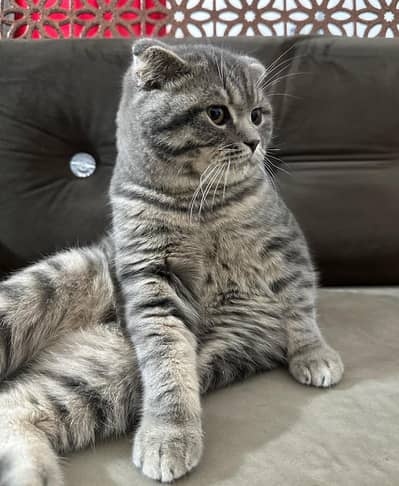 Male Scottish Fold cat pure breed