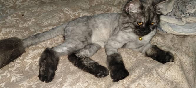 Persian cat