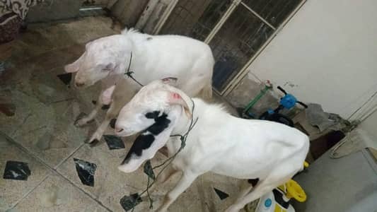 2 dand waly bakry jora for sale