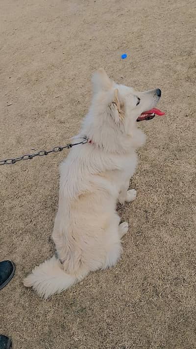Samoyed dog