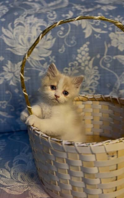 Persian Triple coated kittens