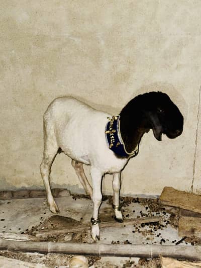 Dumba Sheep 6 months old