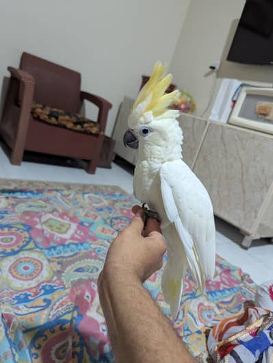 lessor and umbrella cockatoo
