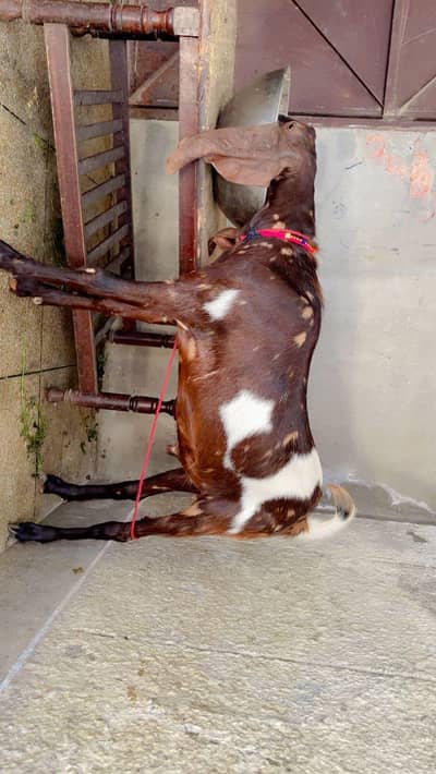 Dasi Bakra for sale