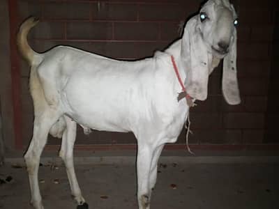 2 Dant Bakra for Sale