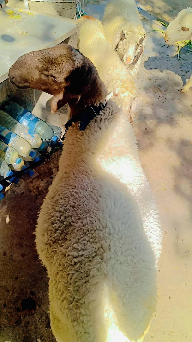 sheep 0