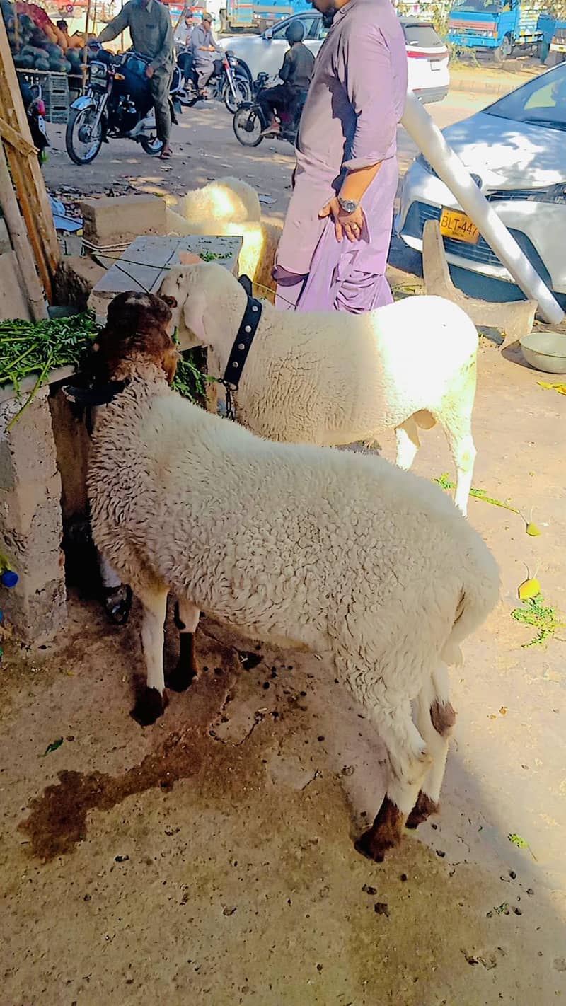 sheep 1