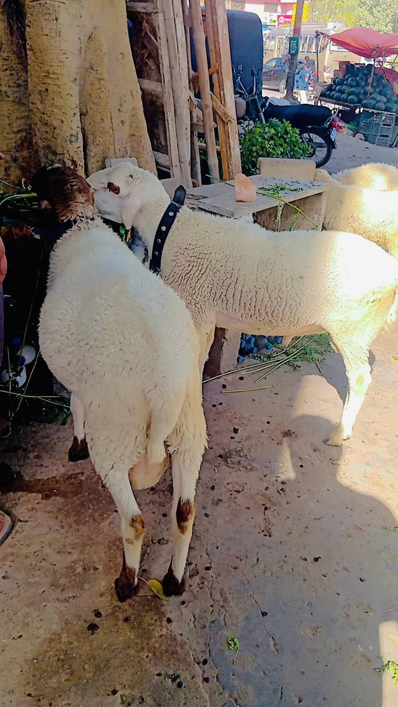 sheep 2