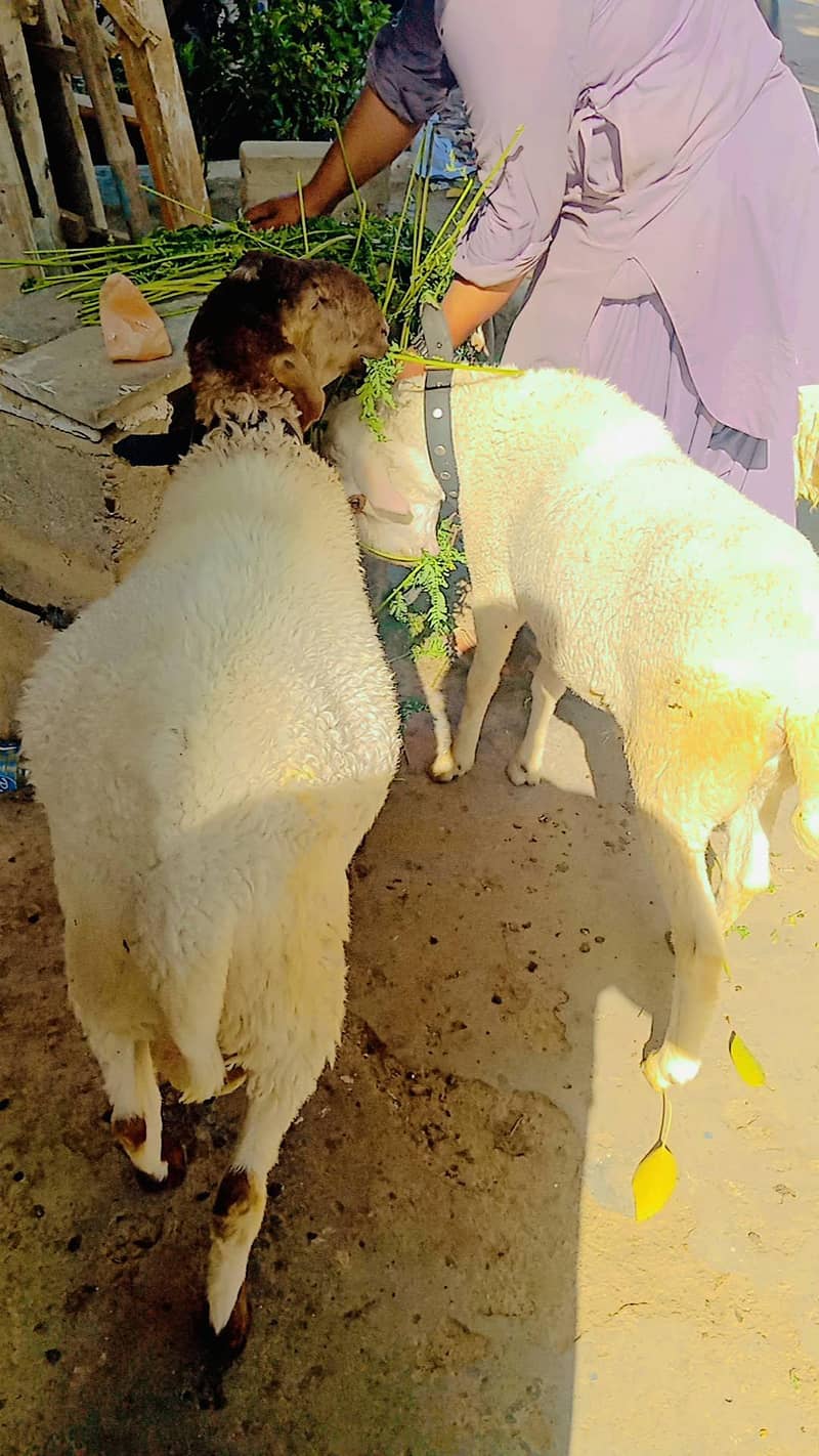 sheep 3