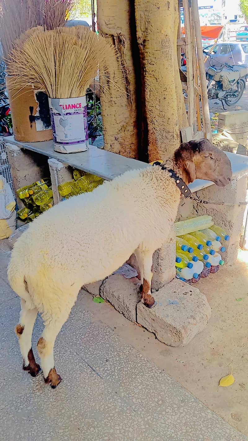sheep 4