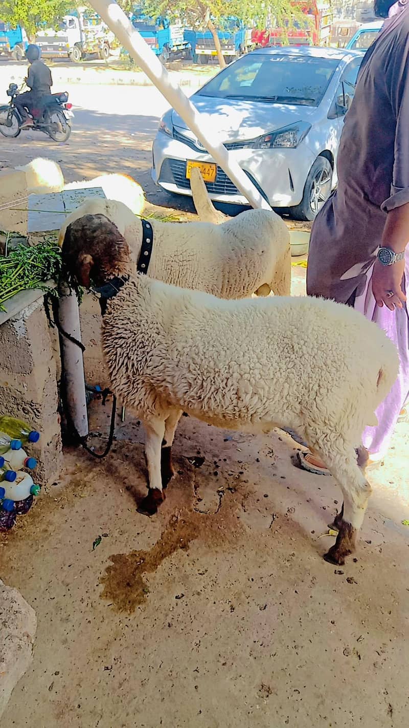 sheep 6