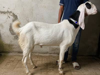 5 Bakray Available – Beetal, Pahari & Desi Healthy Qurbani Bakray