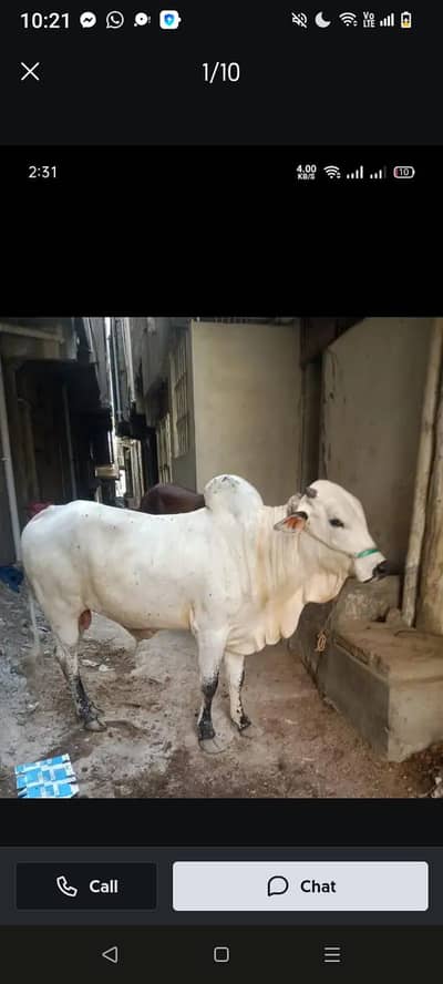 cow qurbani