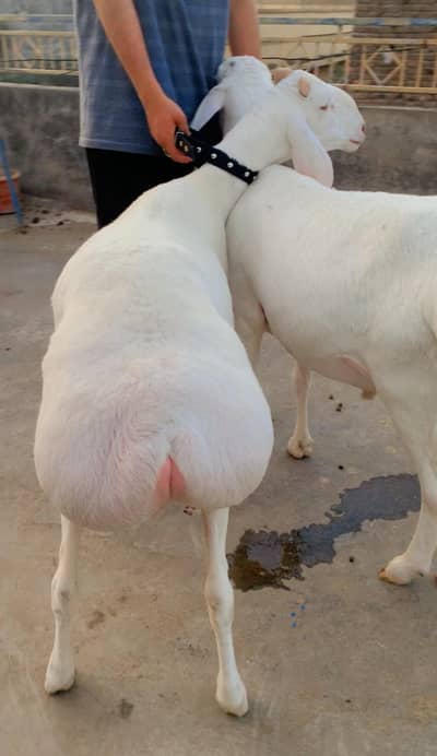 Premium Quality Dumbas For Sale Islamabad – Qurbani 2026