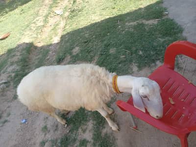 sheep for sale