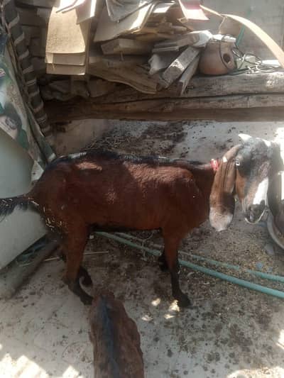 ak bakri 1 bach mala hai
