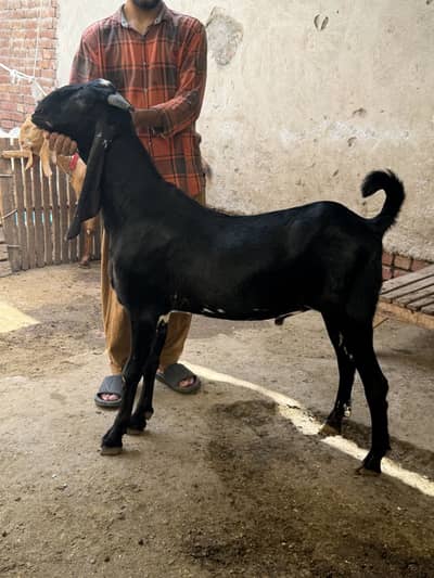 Black beauty