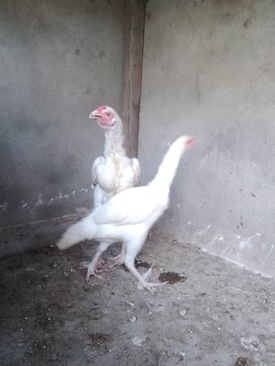Heera Aseel