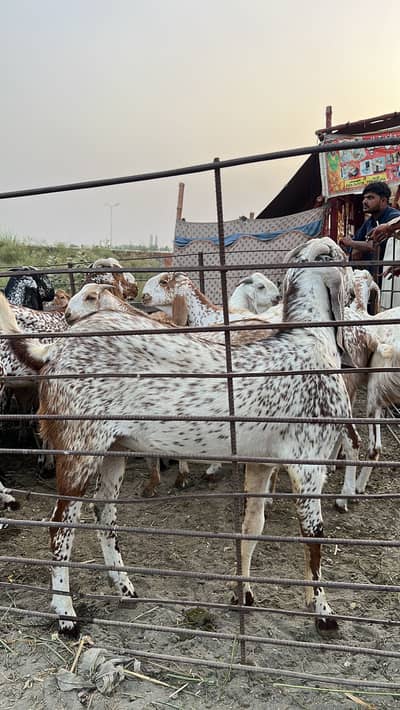 Badi Eid Bada Bakra