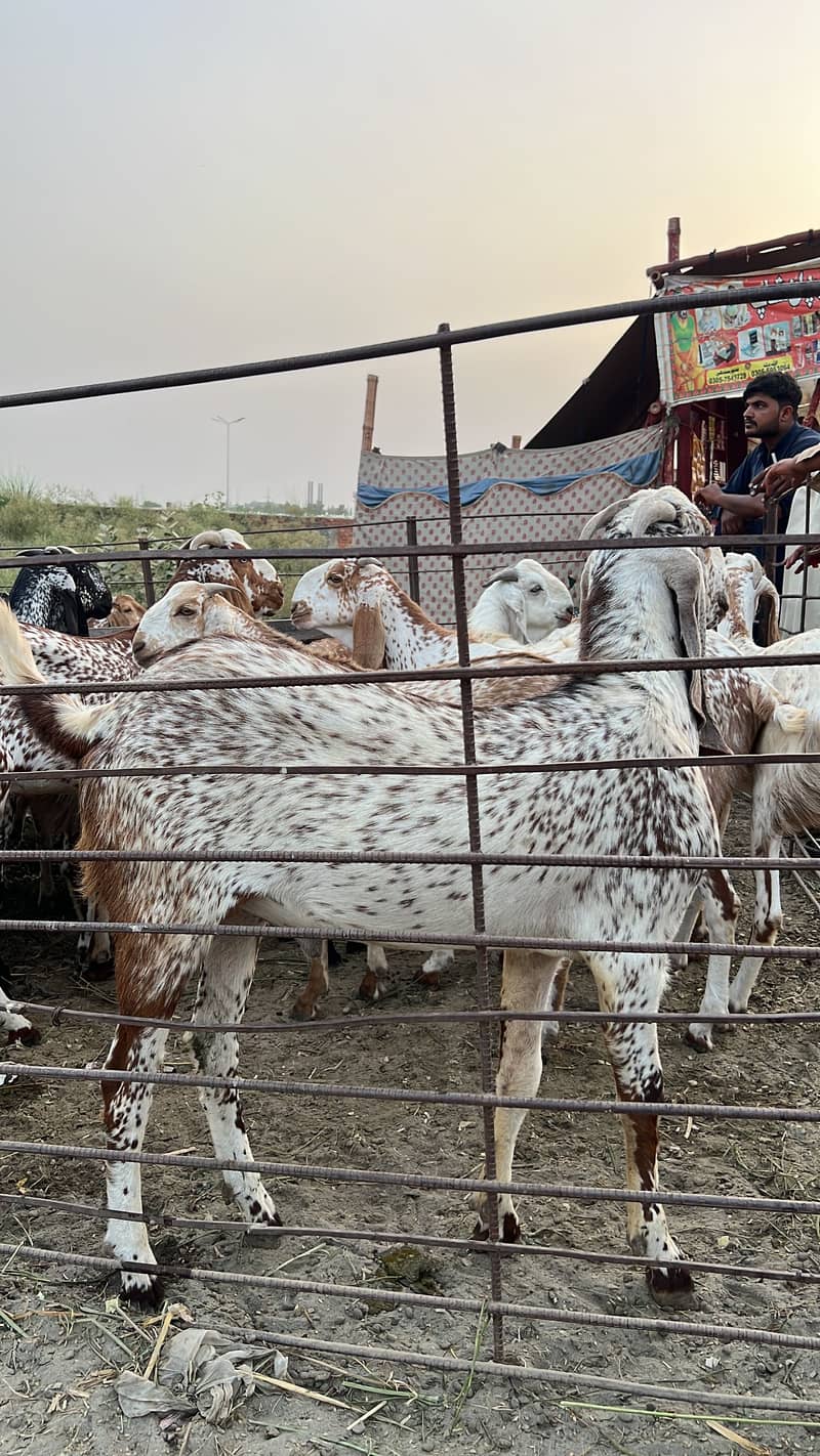 Badi Eid Bada Bakra 0