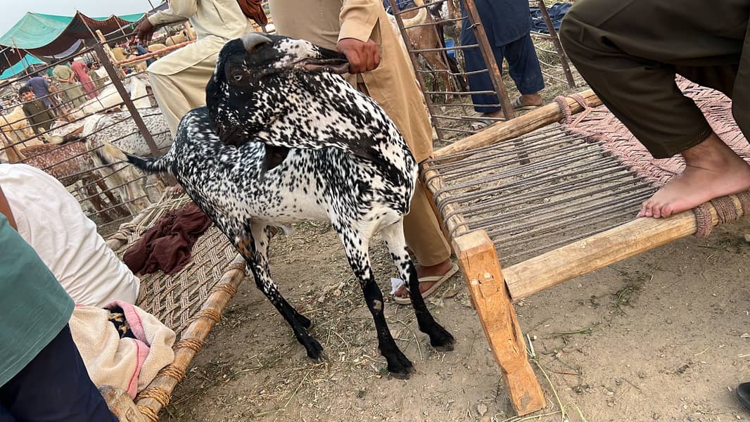 Badi Eid Bada Bakra 1