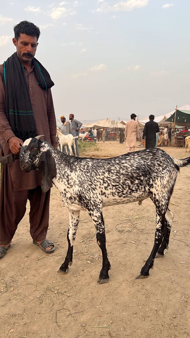 Badi Eid Bada Bakra 2