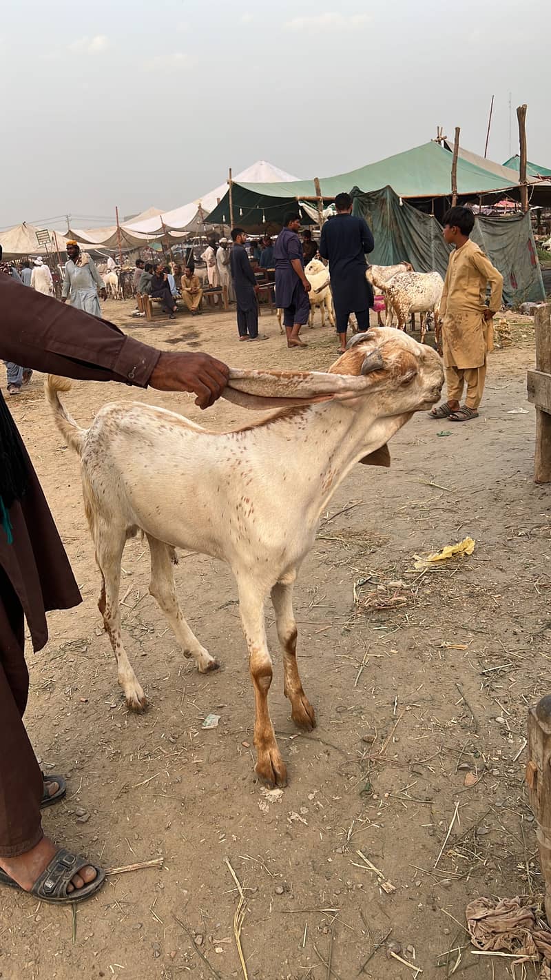 Badi Eid Bada Bakra 3