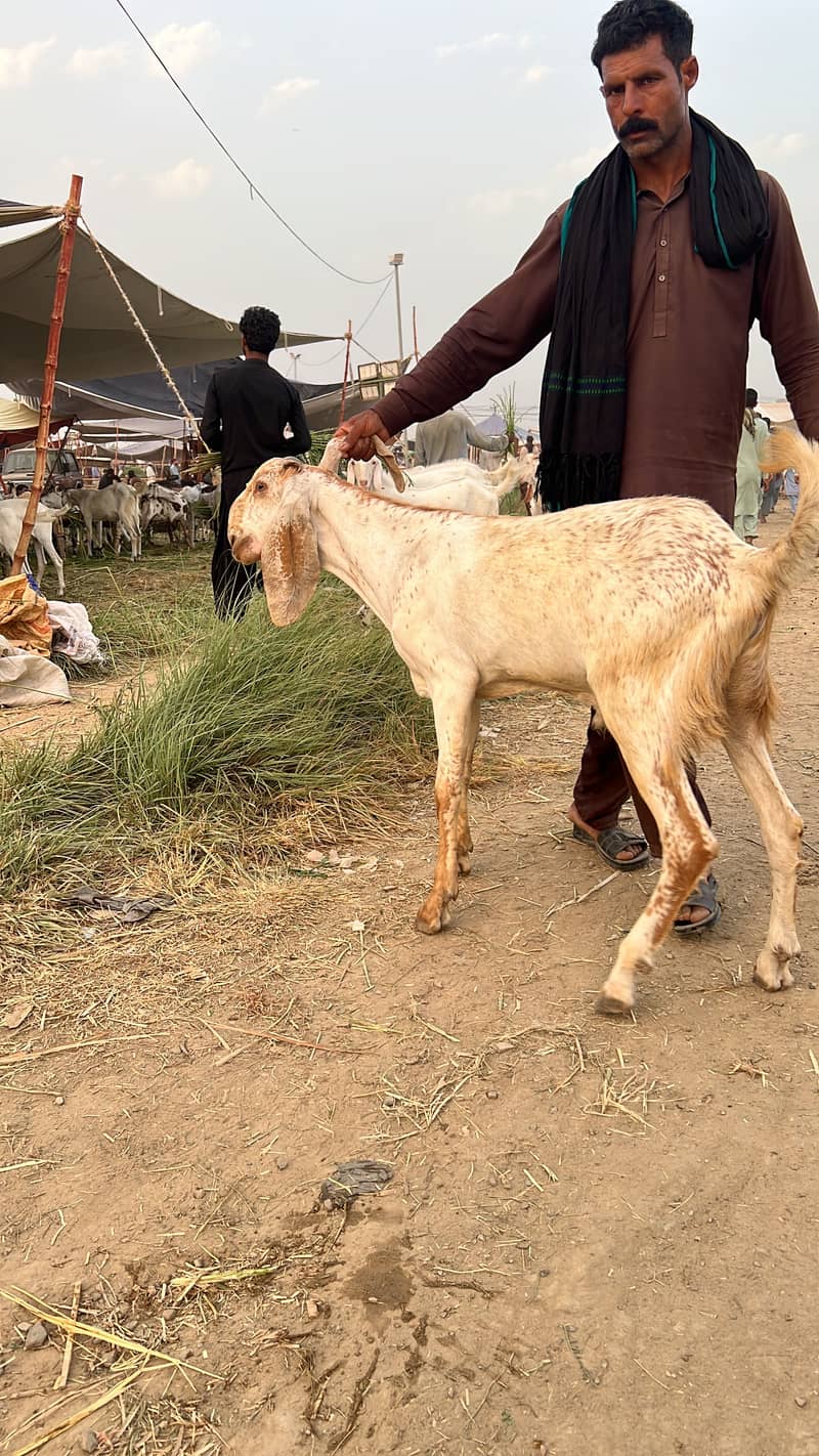 Badi Eid Bada Bakra 4