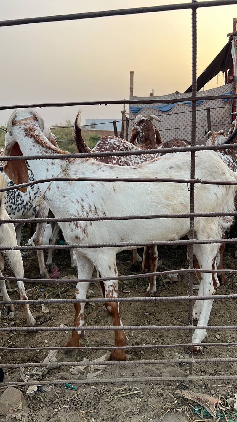 Badi Eid Bada Bakra 5