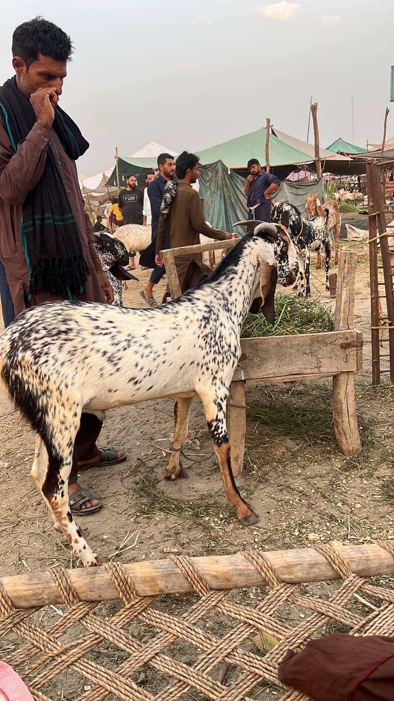 Badi Eid Bada Bakra 6