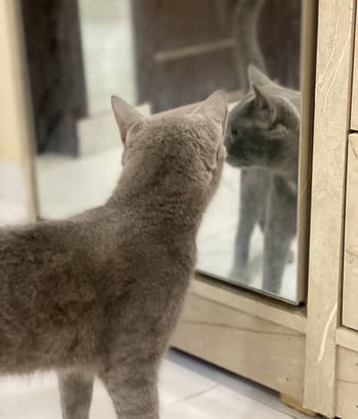 British Shorthair