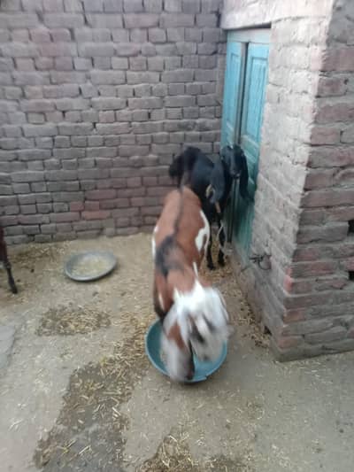 Bakra for sale
