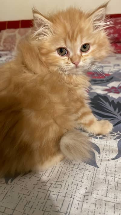 Persian Kittens