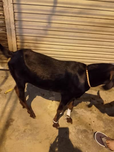 Bakra