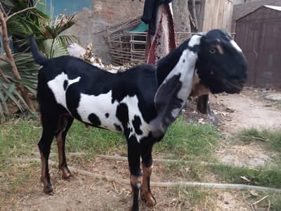 beetal Bakra for Qurbani 2026